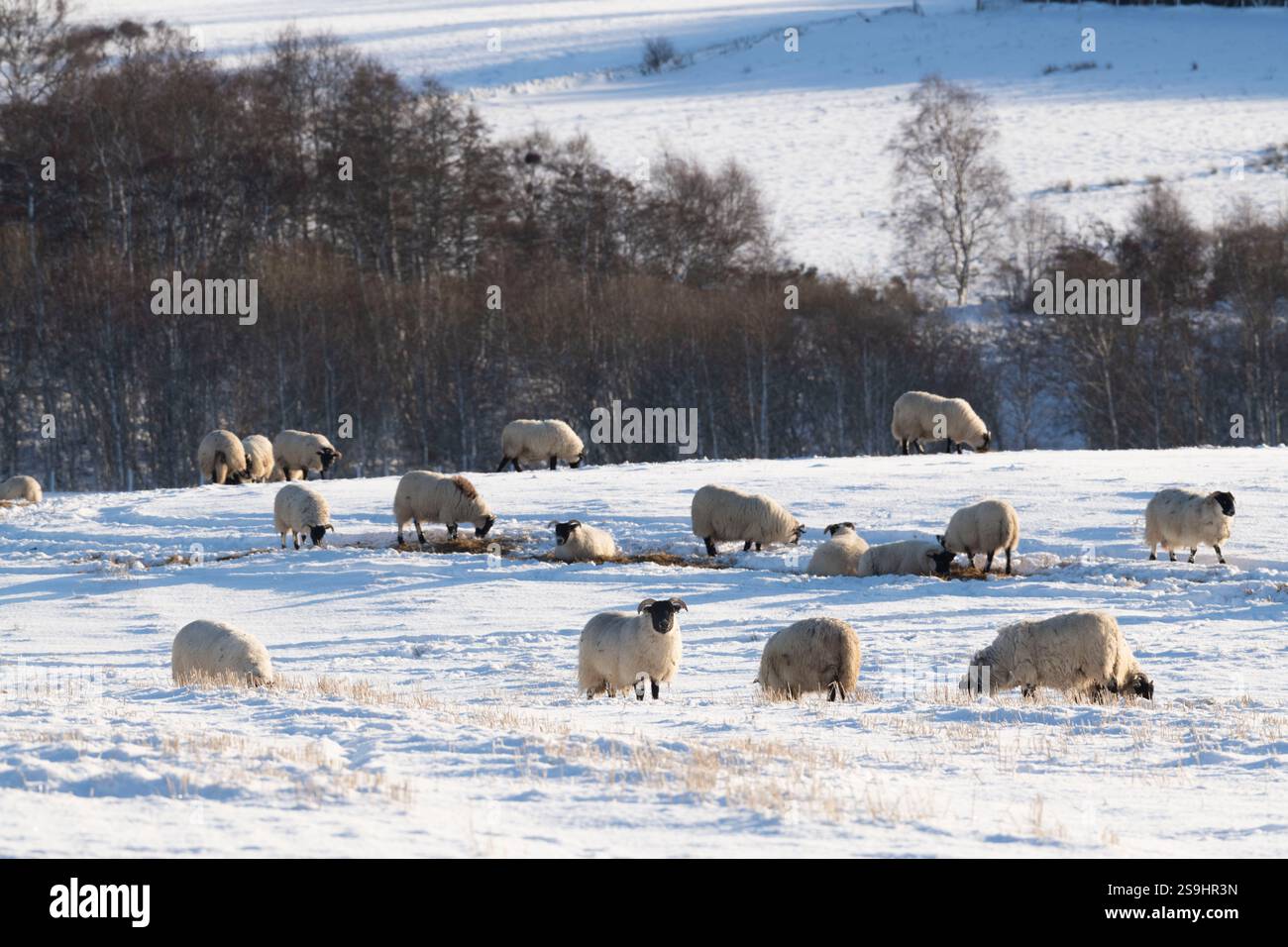 Un gregge di pecore scozzese-Blackface che si nutrono in un campo coperto di neve al sole Foto Stock