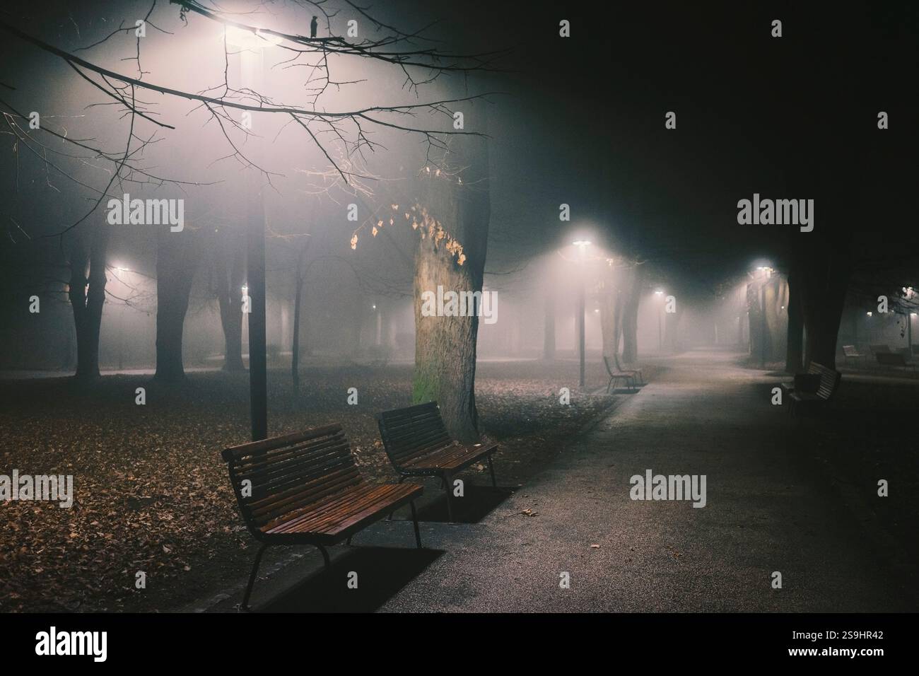 Scene drammatiche, atmosfera cinematografica di un parco durante una notte nebbiosa. Luci di parcheggio e banchi vuoti accanto ai sentieri. Foto Stock