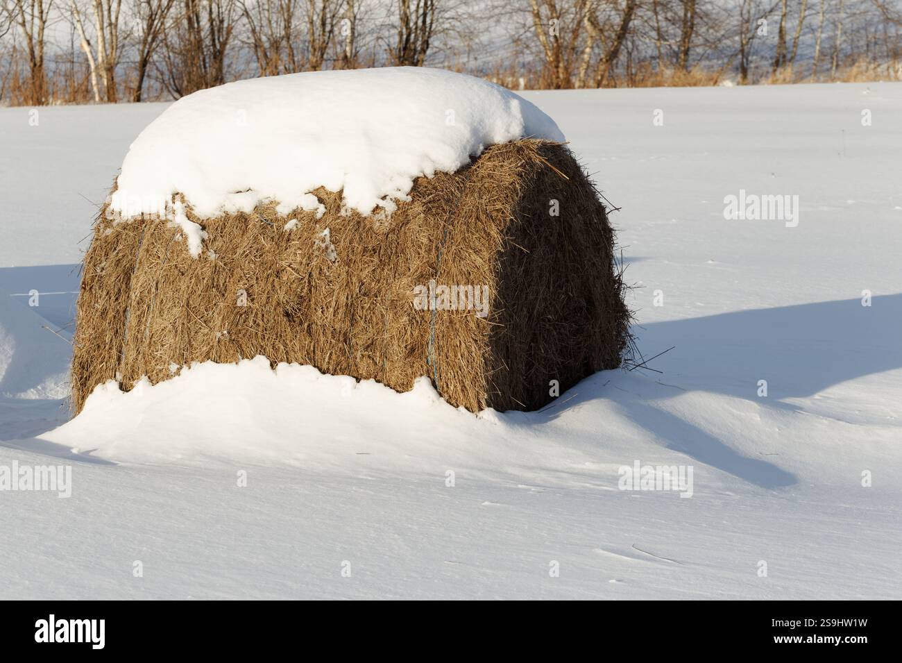Balla rotonda di fieno ricoperta di neve Foto Stock