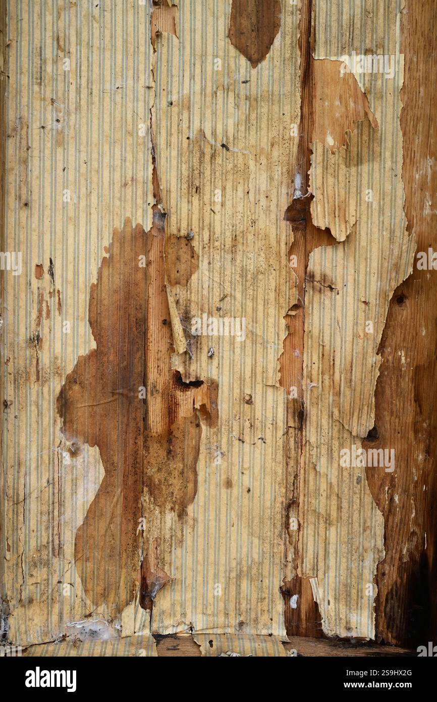 vecchia carta da parati intemprata su pannelli di legno Foto Stock