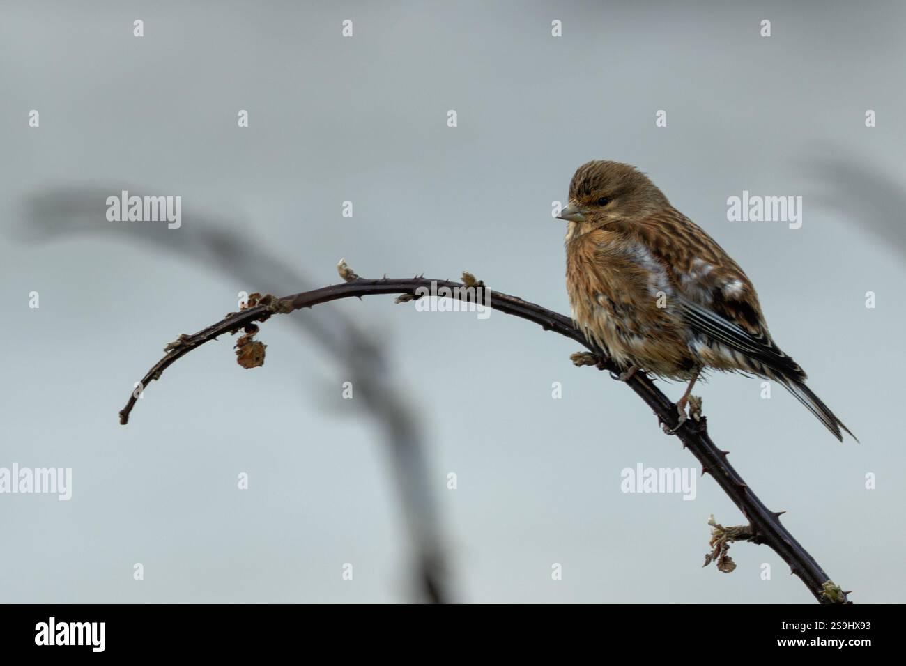 Femmina Linnet, un piccolo finch che si nutre di semi, avvistato nelle macchia di Bull Island, Dublino Foto Stock