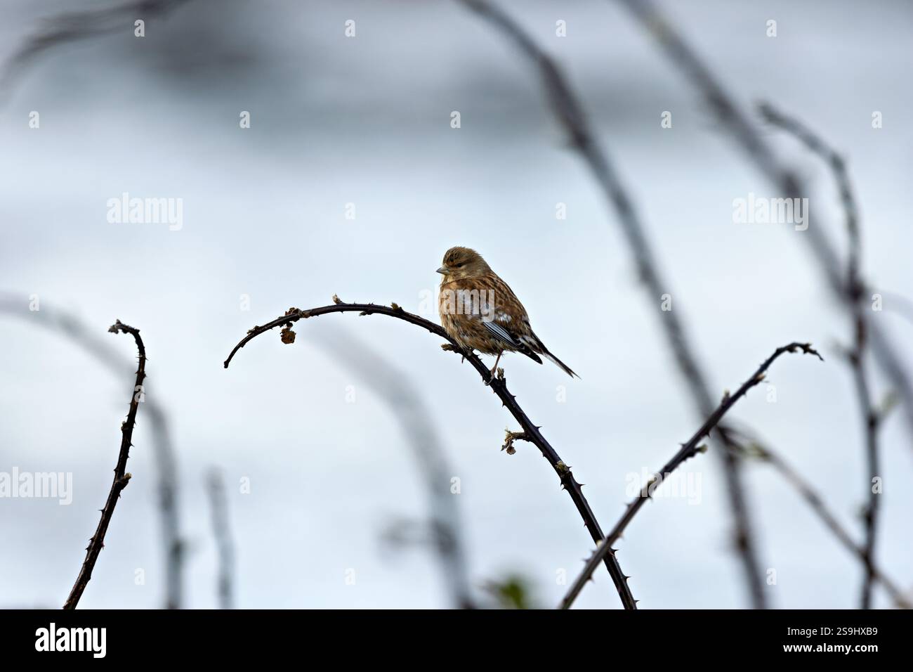 Femmina Linnet, un piccolo finch che si nutre di semi, avvistato nelle macchia di Bull Island, Dublino Foto Stock