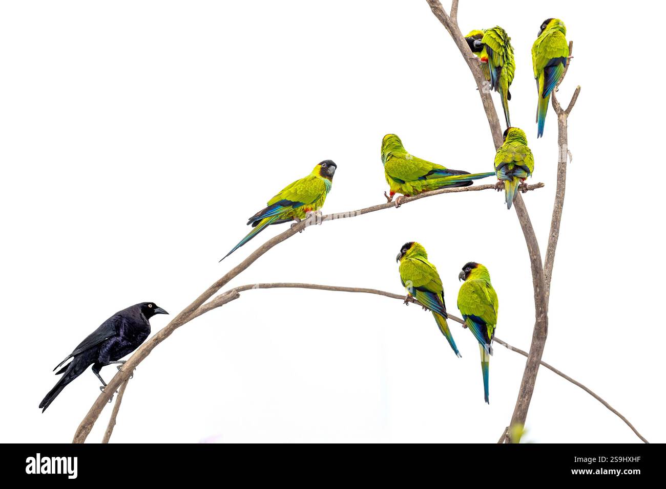 Nanday parakeets (Aratinga nennay) che si appollaiano su rami fioriti nel Pantanal del Brasile. Foto Stock