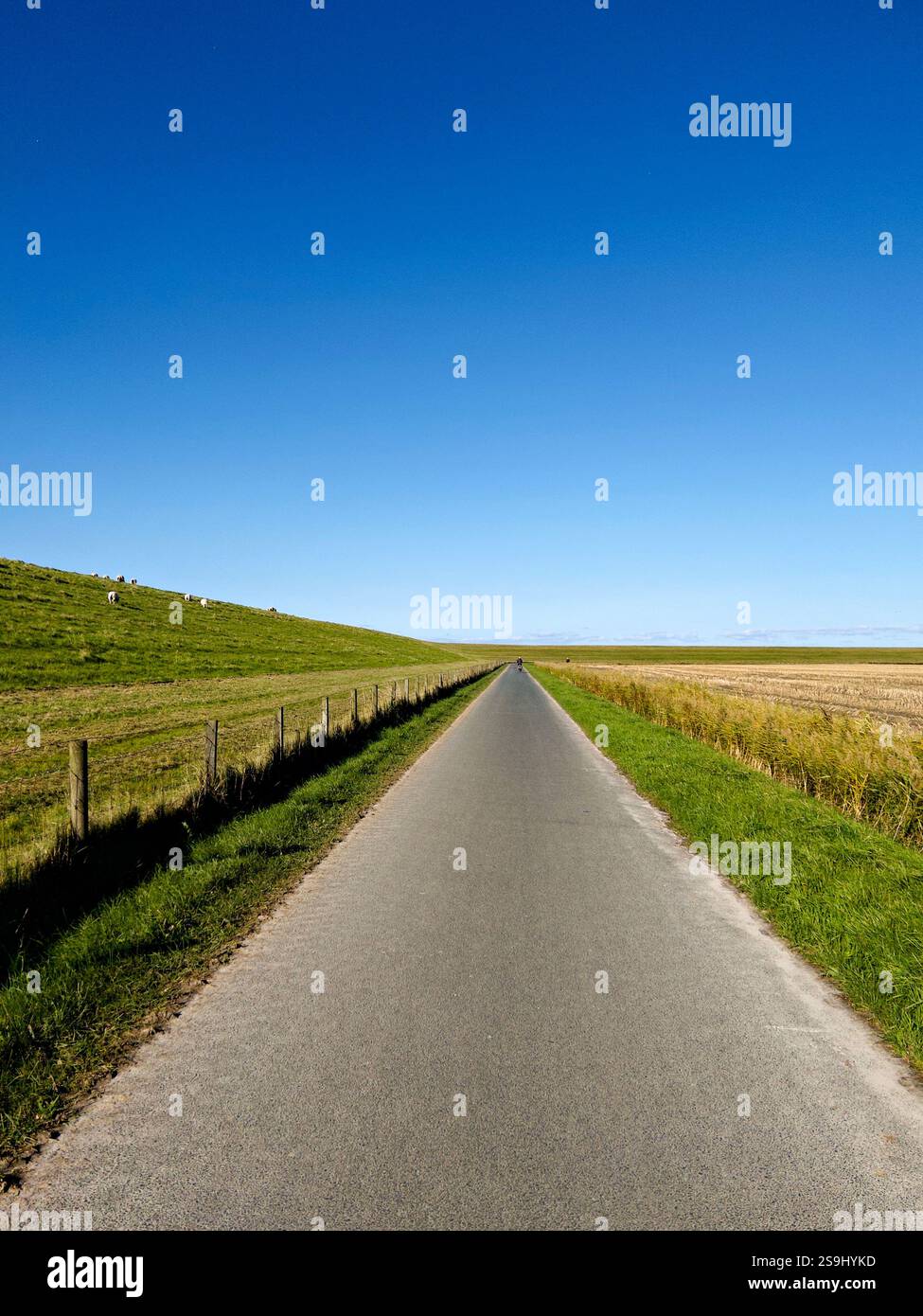Sentiero agricolo asfaltato e pista ciclabile lungo la diga sulla costa tedesca del Mare del Nord nella Frisia orientale, gregge di pecore al pascolo, cielo blu. Germania, EA Foto Stock