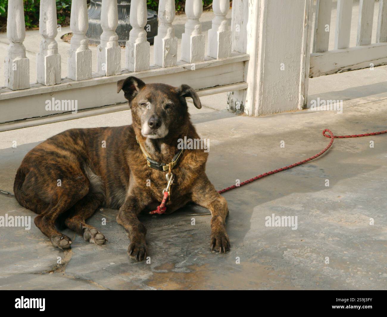 Vecchio cane che giace sul portico anteriore di una vecchia casa con ringhiere in legno bianco sullo sfondo. il collare è fissato a una fune che conduce a destra. Foto Stock