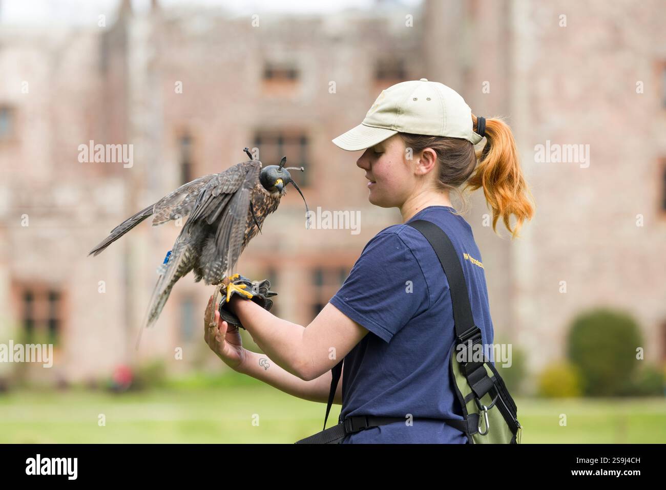 Lake District, Regno Unito - 23 aprile 2024. Donna che tiene un falco pellegrino con un cappuccio. Mostra di falconeria al Muncaster Castle and Gardens, Cumbria, Regno Unito Foto Stock