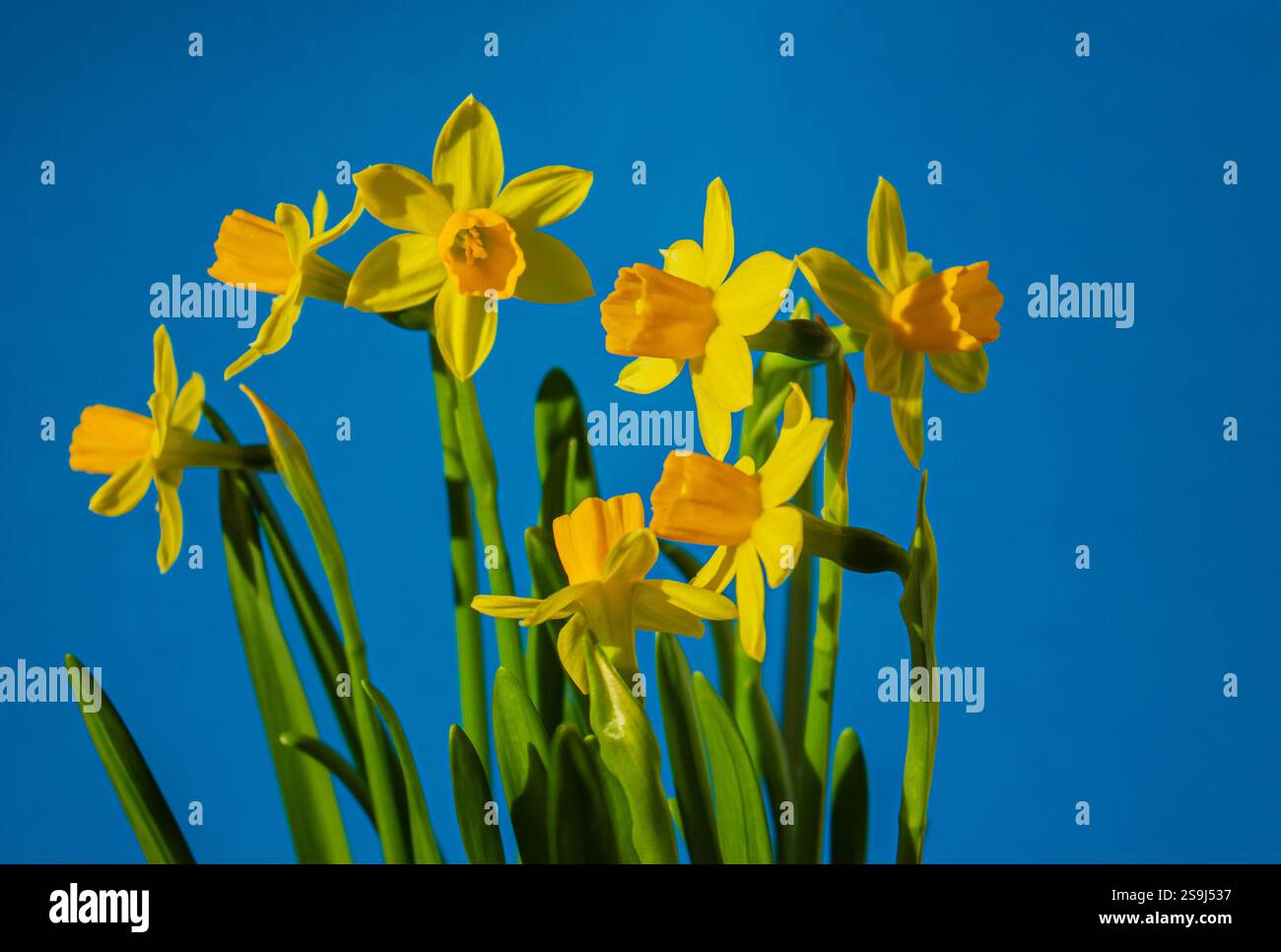 Fiori di primavera gialli, Narciso con spazio per testo o design. Happy Easter Concept su sfondo blu. Foto Stock