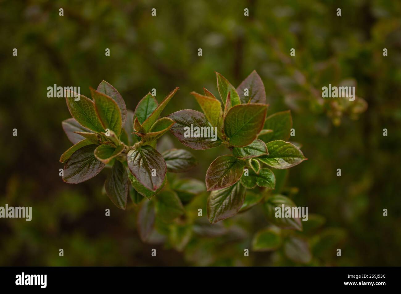 Vista della natura ravvicinata delle giovani foglie verdi sotto il sole, sfondo verde della natura. Sfondo di Cotoneaster lucidus. Foto Stock