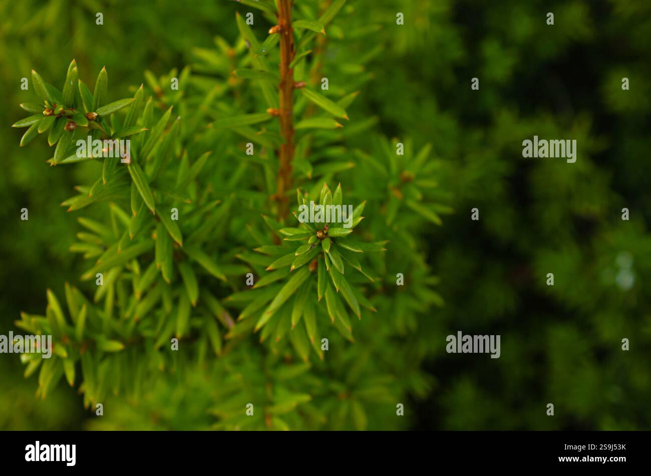 Immagine ravvicinata delle foglie verdi di Podocarpus Totara su sfondo sfocato con spazio di copia. Podocarpus totara è una specie di albero di podocarpa endemica. Foto Stock