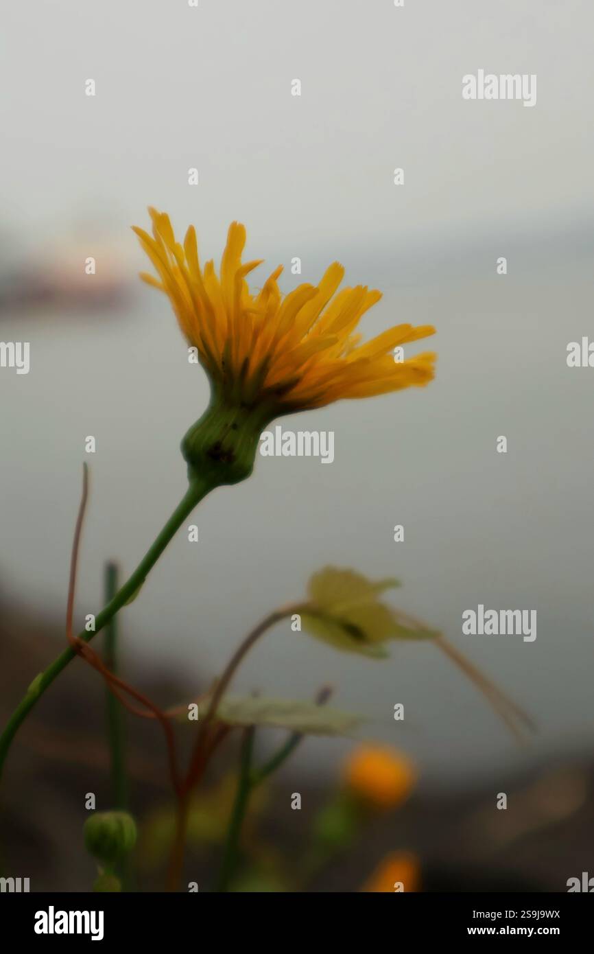 Un bellissimo fiore selvatico giallo, con un bel fiume sullo sfondo. E' un finto dente di leone giallo. Natura fantastica, un piccolo fiore giallo. Foto Stock