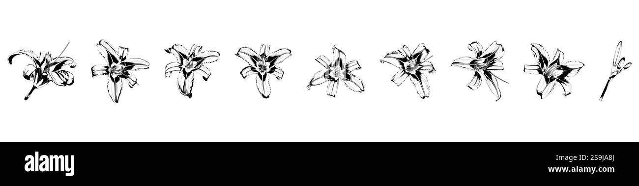 Serie di illustrazioni vettoriali isolate di gigli in bianco e nero su sfondo bianco Illustrazione Vettoriale