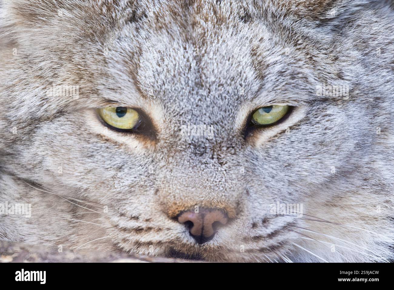 Ritratto della lince canadese (Lynx canadensis) o della lince canadese Foto Stock