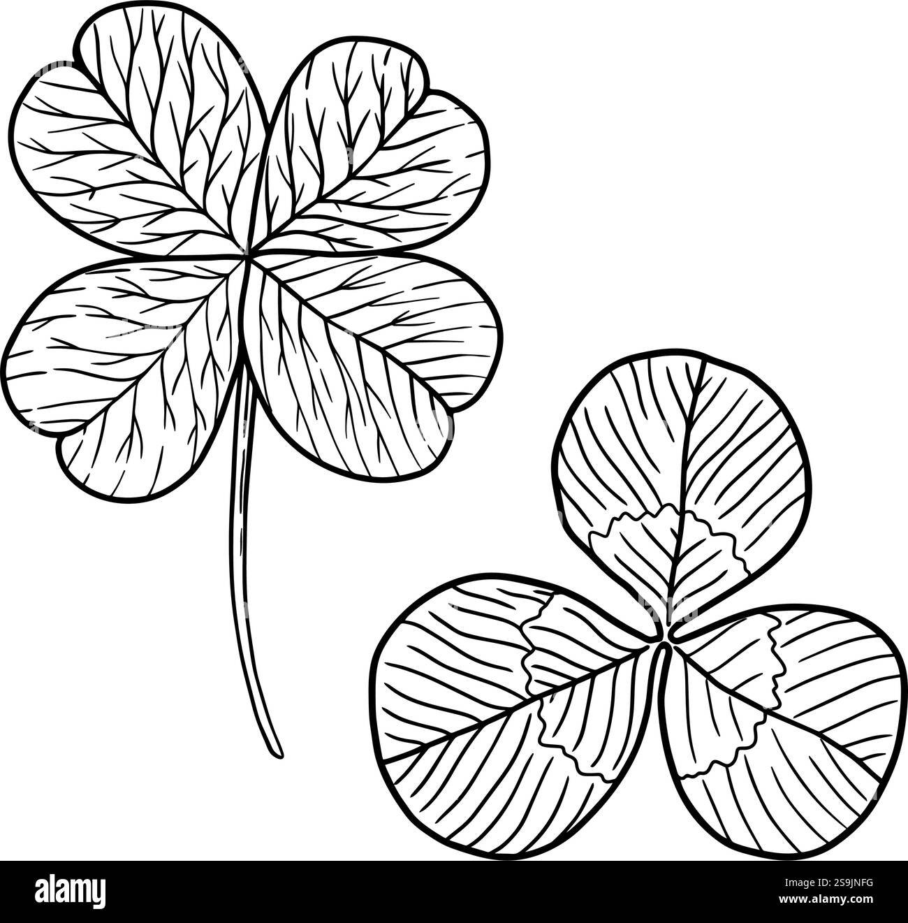 Una splendida e bellissima illustrazione di foglie di trifoglio, che rappresenta la fortuna e la squisita bellezza della natura. Illustrazione vettoriale disegnata a mano, clipart isolato su sfondo bianco. Illustrazione Vettoriale