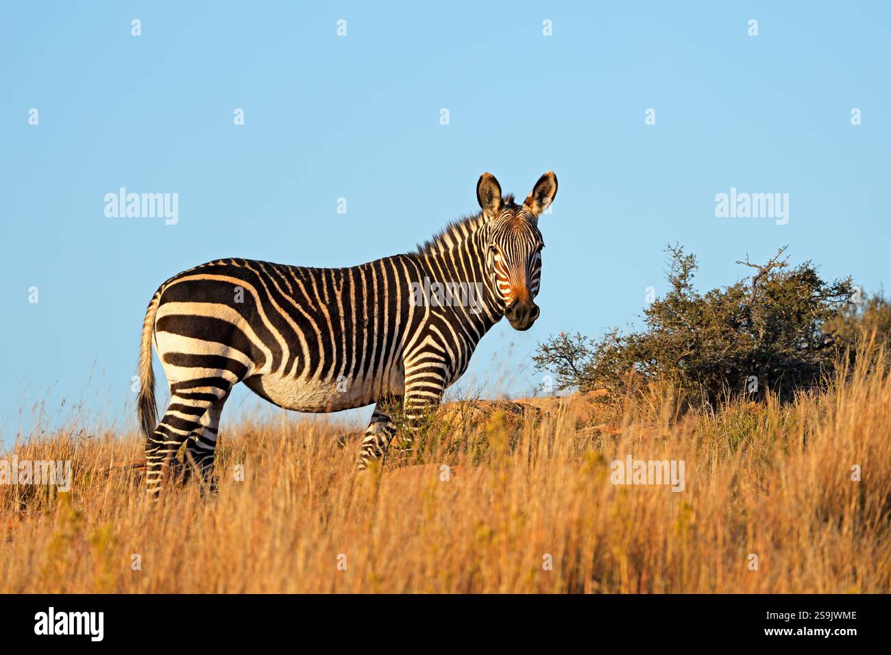 Una zebra di montagna del Capo (Equus zebra) situata nell'habitat naturale del Mountain Zebra National Park, Sudafrica Foto Stock