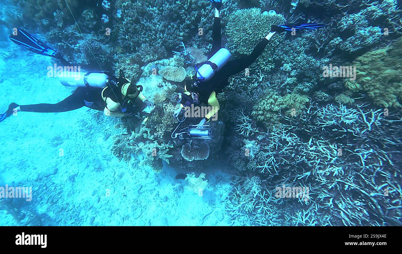 Subacquei che conducono indagini sullo stress corallino utilizzando un fluorometro PAM, Great Barrier Reef, Queensland, Australia. No MR o PR Foto Stock