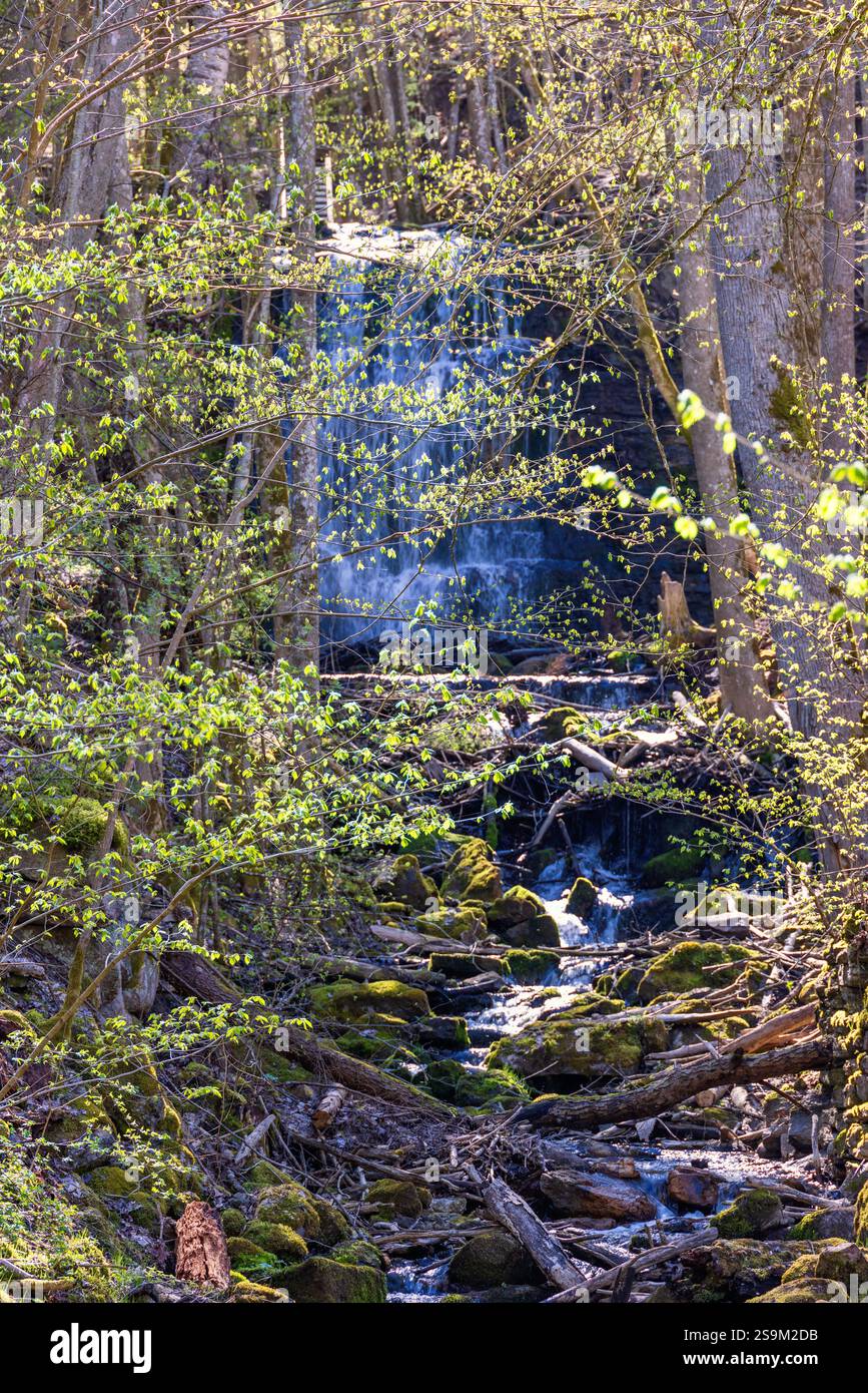 Le foglie in erba sono in una foresta con una cascata in primavera Foto Stock