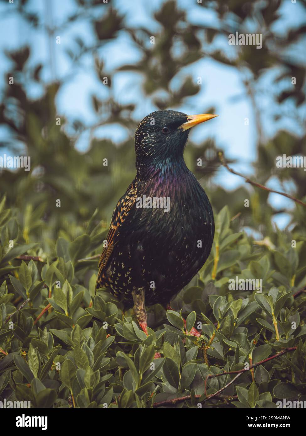 starling comune che si occupa dei predatori Foto Stock