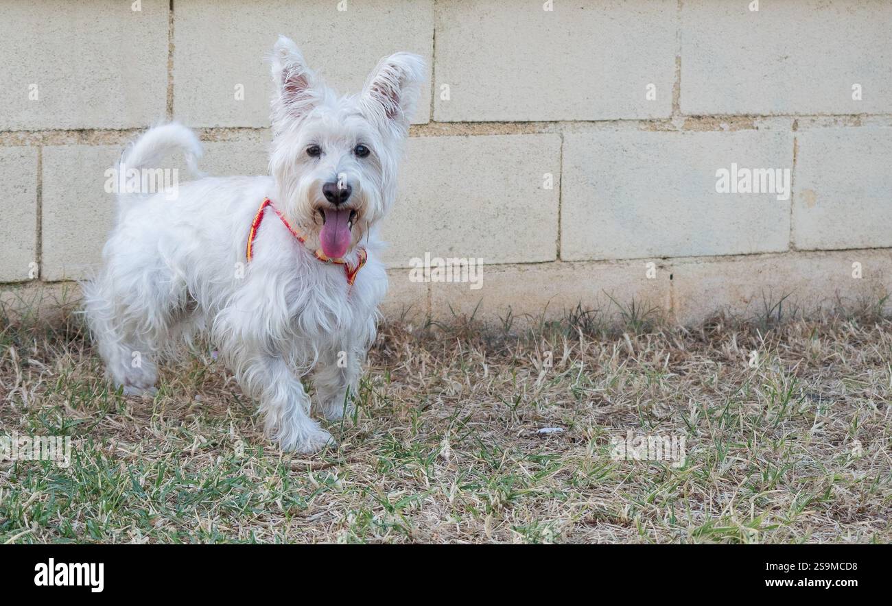 Cane bianco schnauzer all'aperto in un parco. Concetto animali domestici e animali. Foto Stock