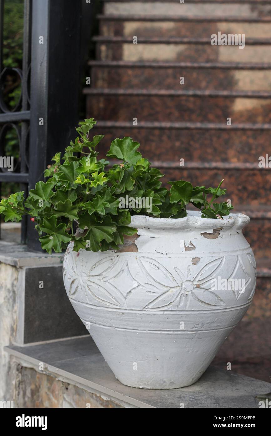 Una grande pentola di ceramica bianca piena di lussureggianti piante verdi si trova vicino a scalini di pietra, che mostra un tranquillo ambiente all'aperto in Albania su di una luminosa Foto Stock