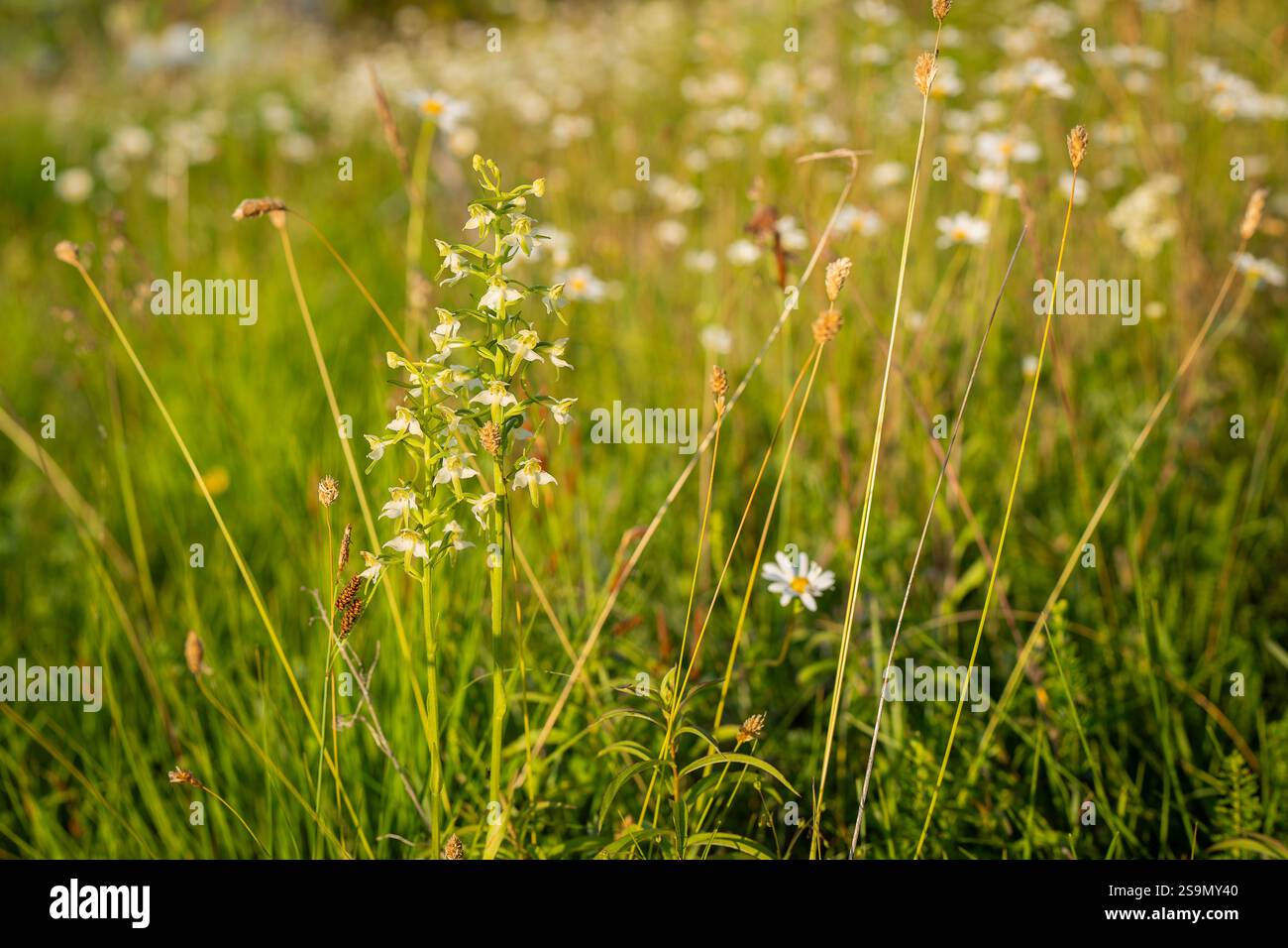 Maggiore orchidea-farfalla, clorantha di Platanthera nel prato, primo piano. Maggiore orchidea farfalla nel suo habitat durante una serata su un prato estivo. Foto Stock