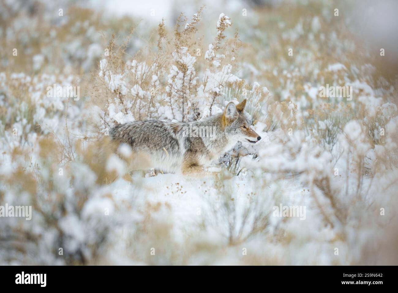 Coyote (Canis latrans) caccia nel Sagebrush Foto Stock