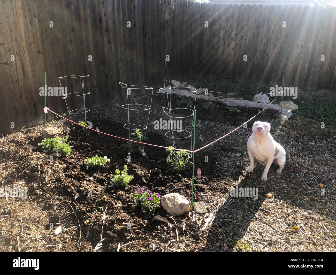 White Pitbull Dog è orgogliosa di trovarsi accanto al New Garden di Springtime Foto Stock