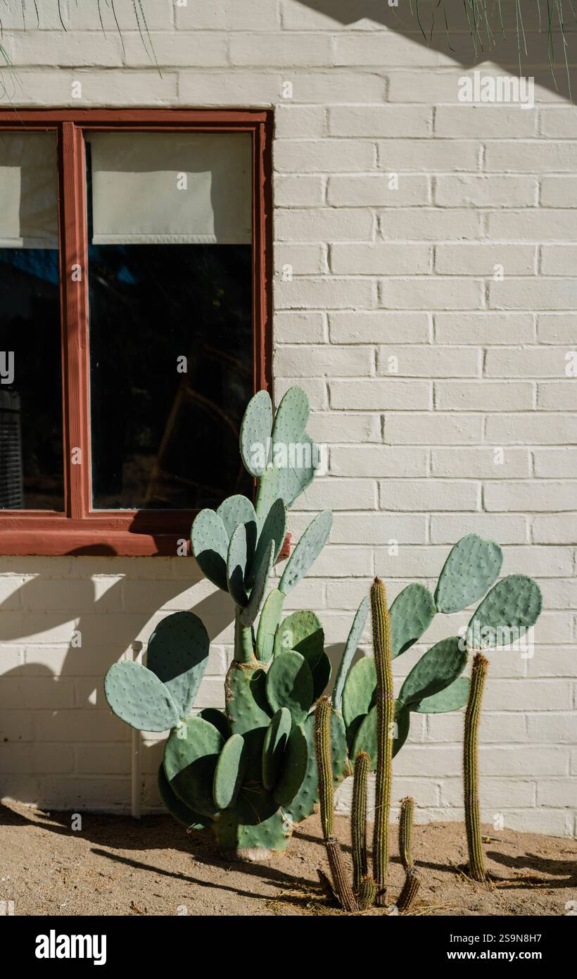 Cactus contro un muro illuminato dal sole Foto Stock