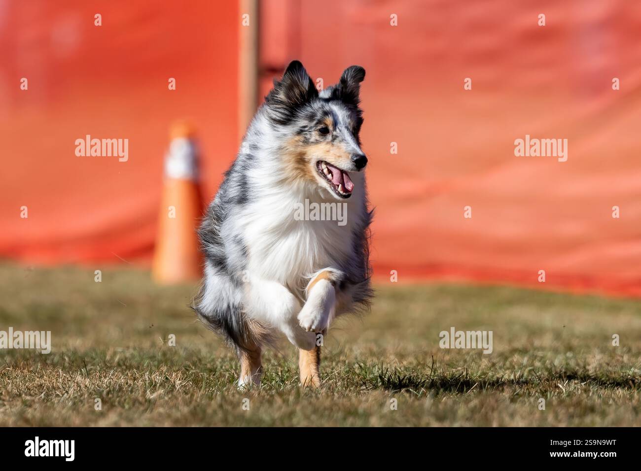 Shetland Sheepdog Sheltie Running Lure Course Sprint Dog Sport Foto Stock