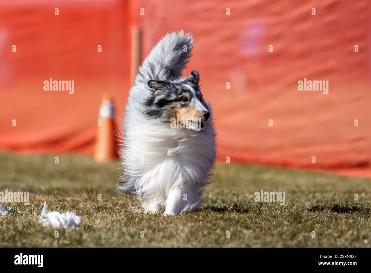 Shetland Sheepdog Sheltie Running Lure Course Sprint Dog Sport Foto Stock