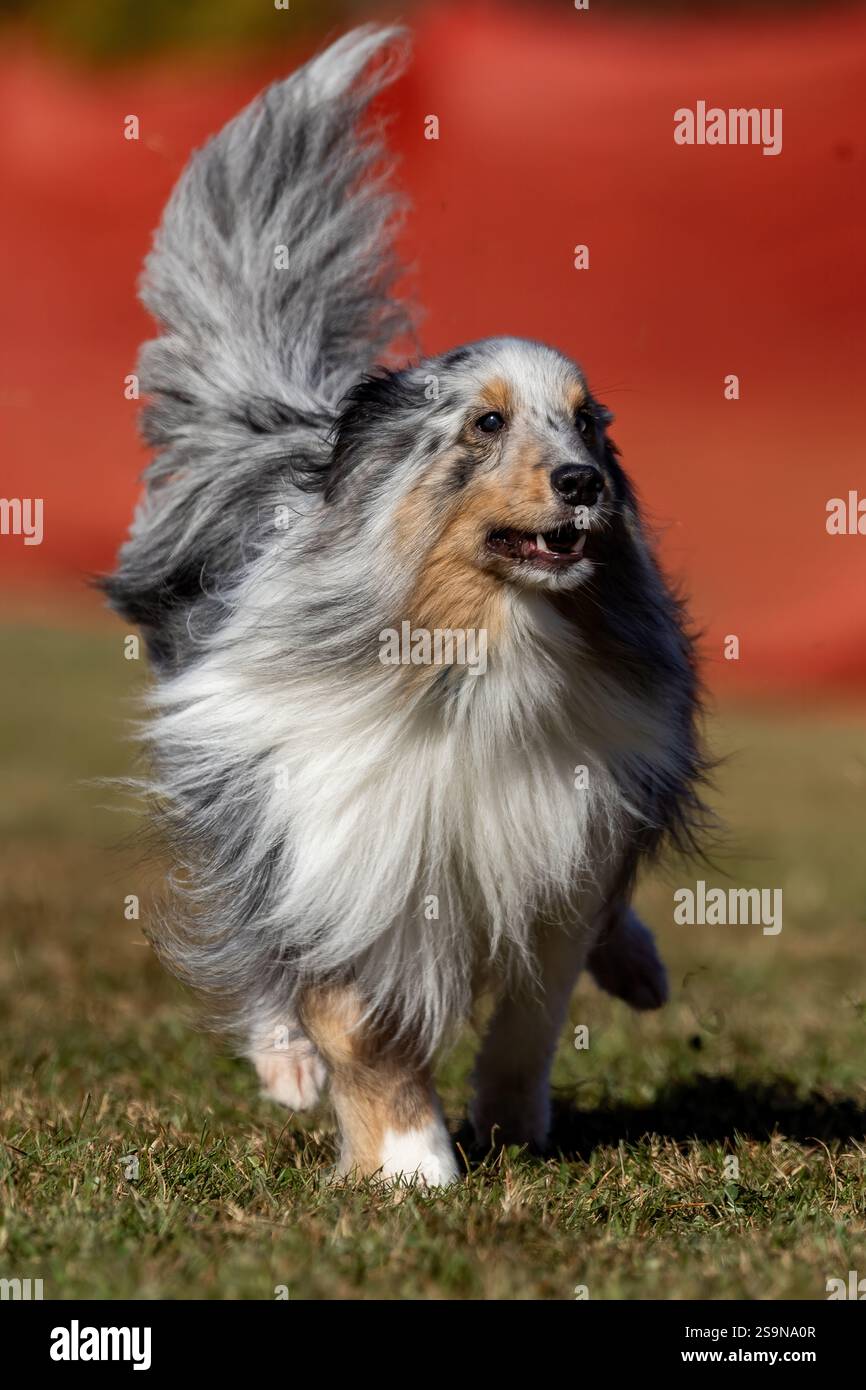 Shetland Sheepdog Sheltie Running Lure Course Sprint Dog Sport Foto Stock