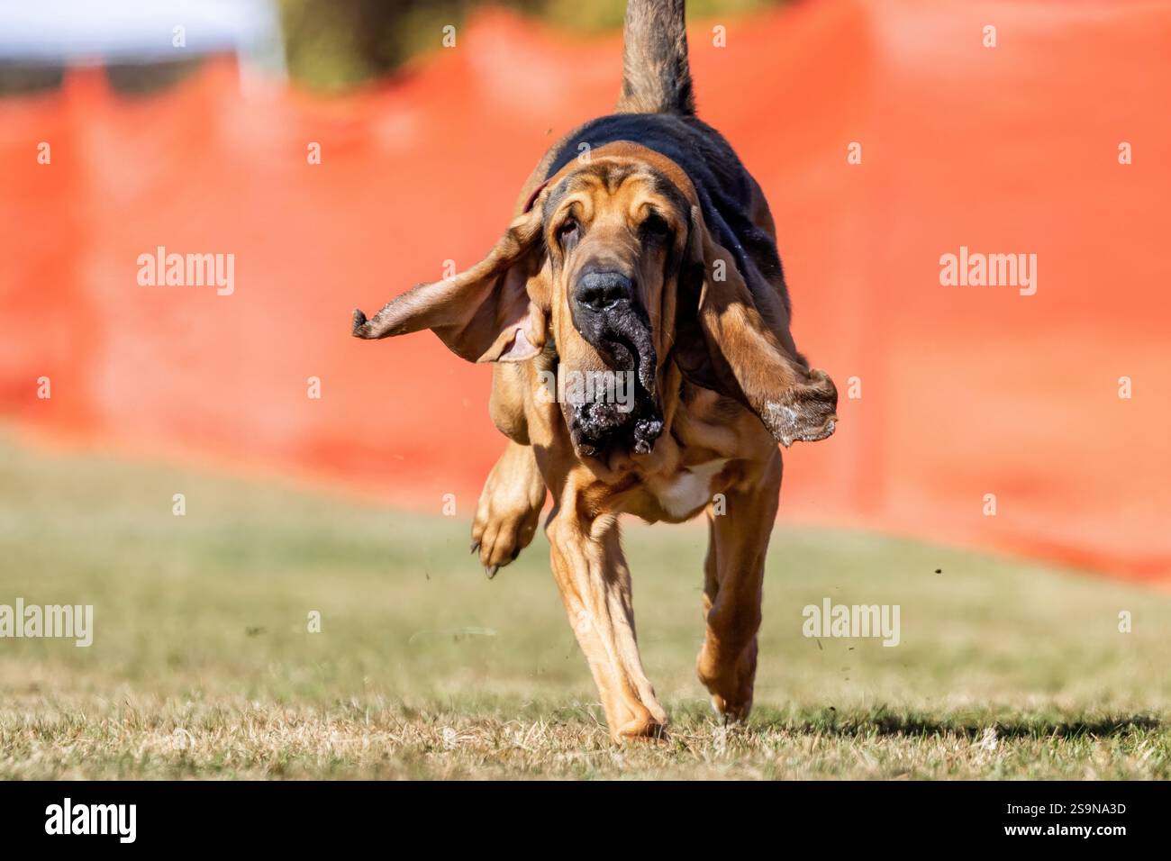 Ploodhound purosangue Scent Hound, campo da corsa con richiamo sportivo per cani da slitta Foto Stock