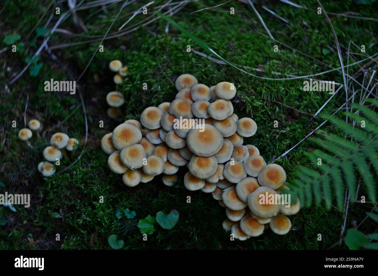 Le funghi Hypholoma fasciculare crescono in una foresta Foto Stock