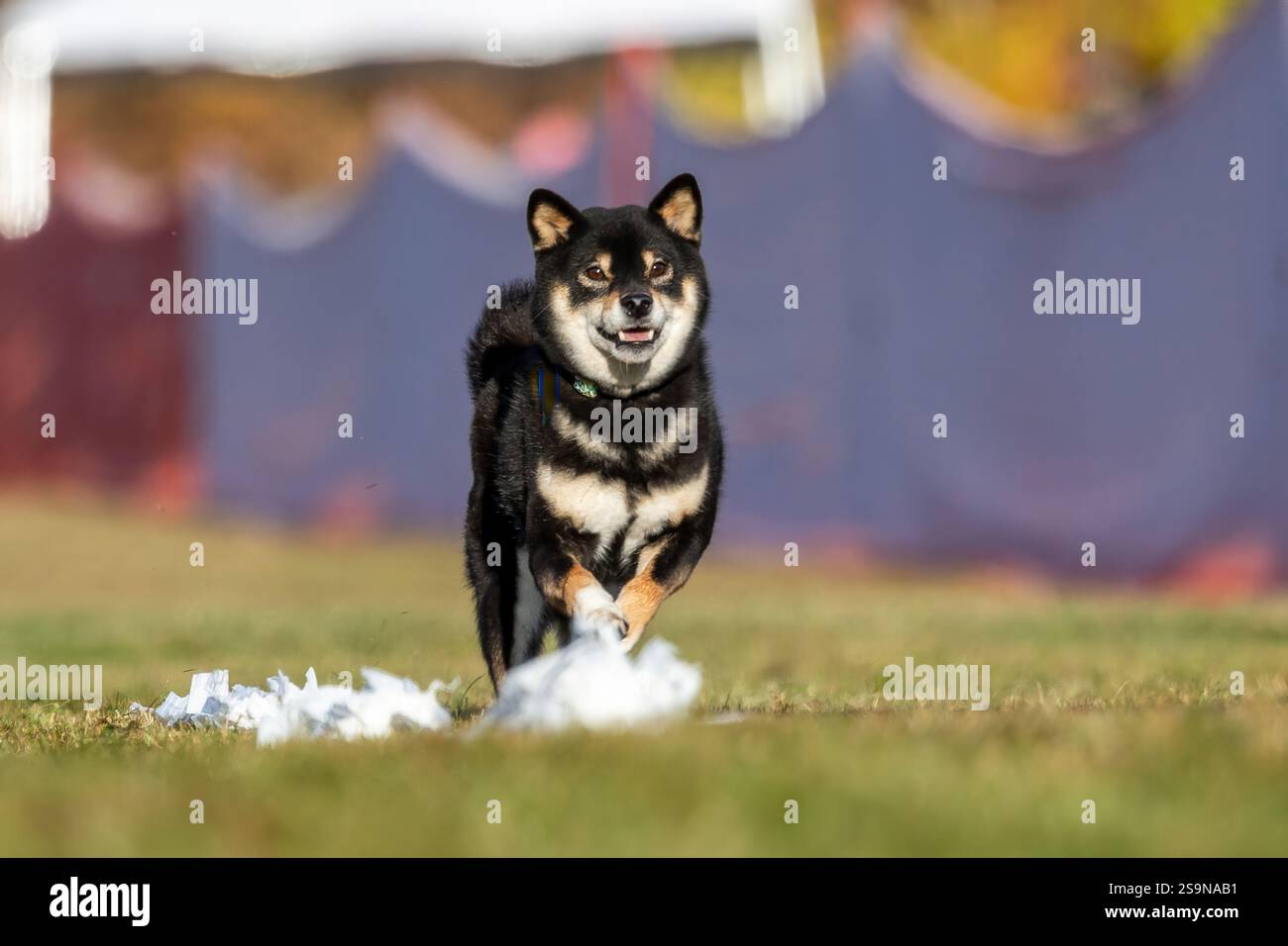 Corso di richiamo da corsa Shiba Inu purosangue Sprint Dog Sport Foto Stock