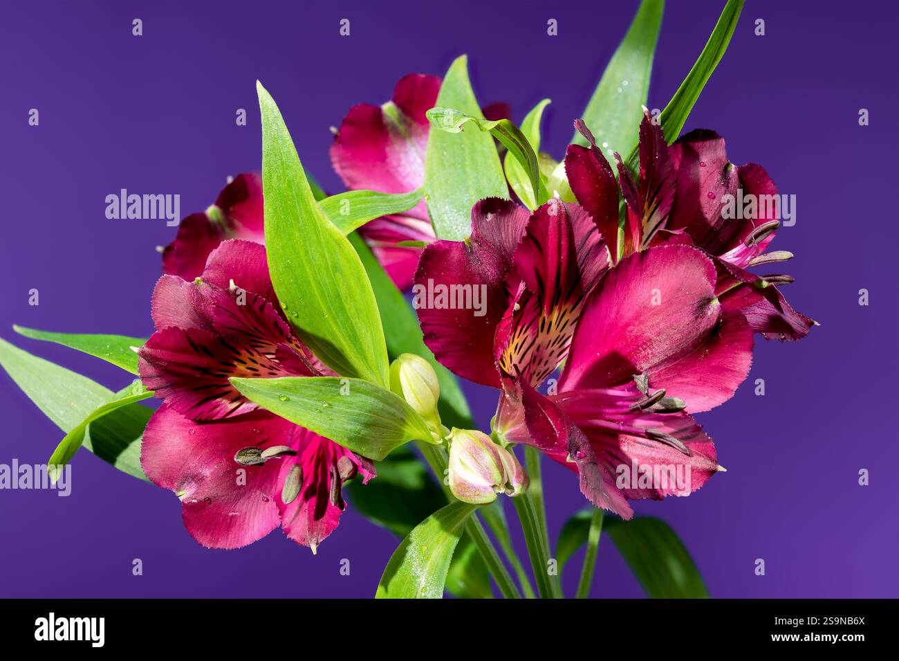 Alstroemeria Borgogna scura su sfondo viola Foto Stock