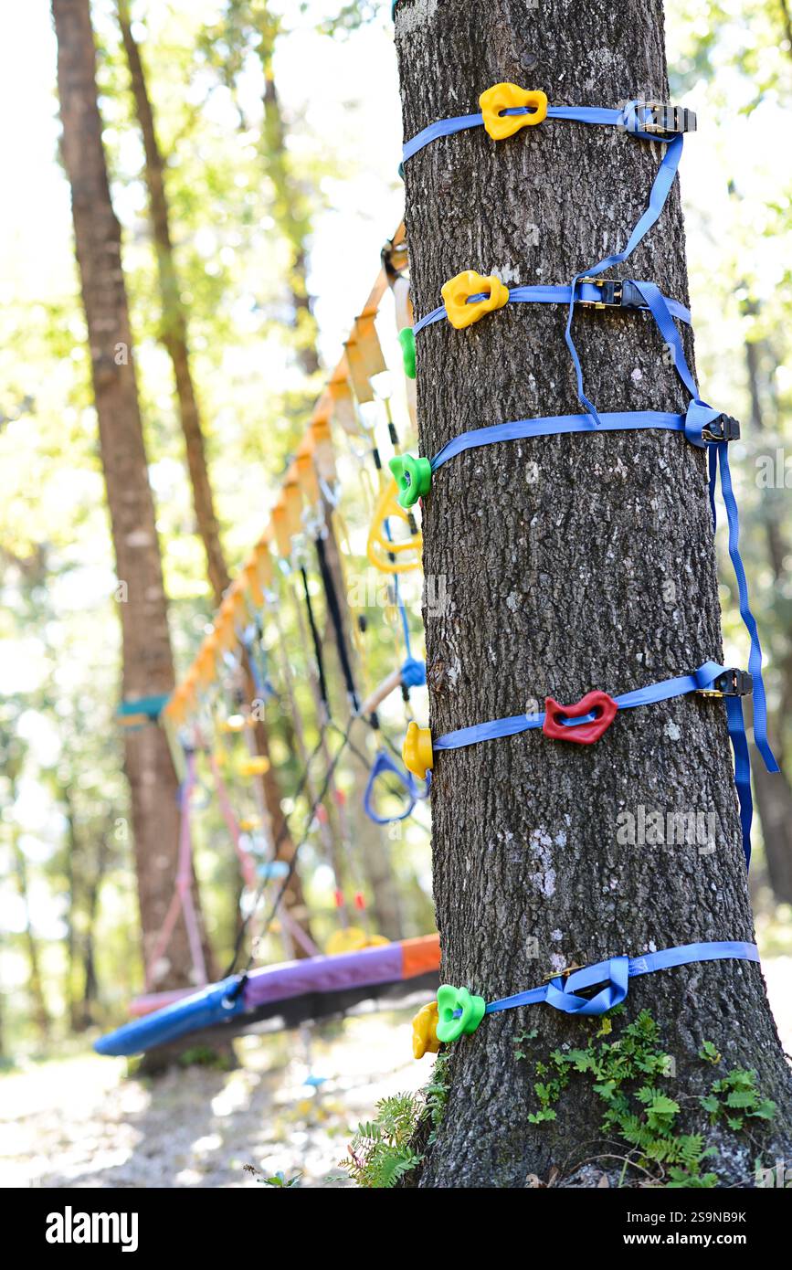 Albero con impugnature colorate per arrampicata e cinghie per imbracatura in una foresta Foto Stock Albero con impugnature colorate per arrampicata e cinghie per imbracatura in una foresta Foto Stock