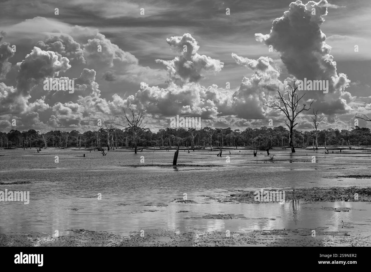 SIEM Reap, Cambogia - 14 agosto 2025 - alberi morti, dintorni allagati sulla strada per le rovine del Tempio di Neak Pean, Parco Archeologico di Angkor, Siem Foto Stock