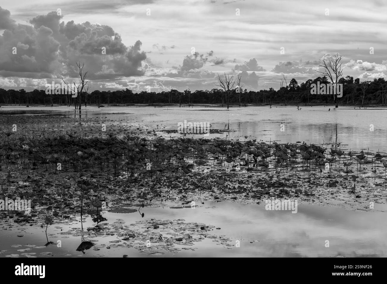 SIEM Reap, Cambogia - 14 agosto 2025 - alberi morti, dintorni allagati sulla strada per le rovine del Tempio di Neak Pean, Parco Archeologico di Angkor, Siem Foto Stock