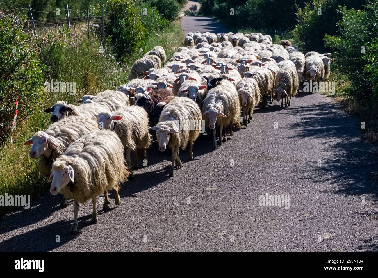 Un gregge di pecore che cammina in una piccola città intorno a Tratalias al mattino. Foto Stock