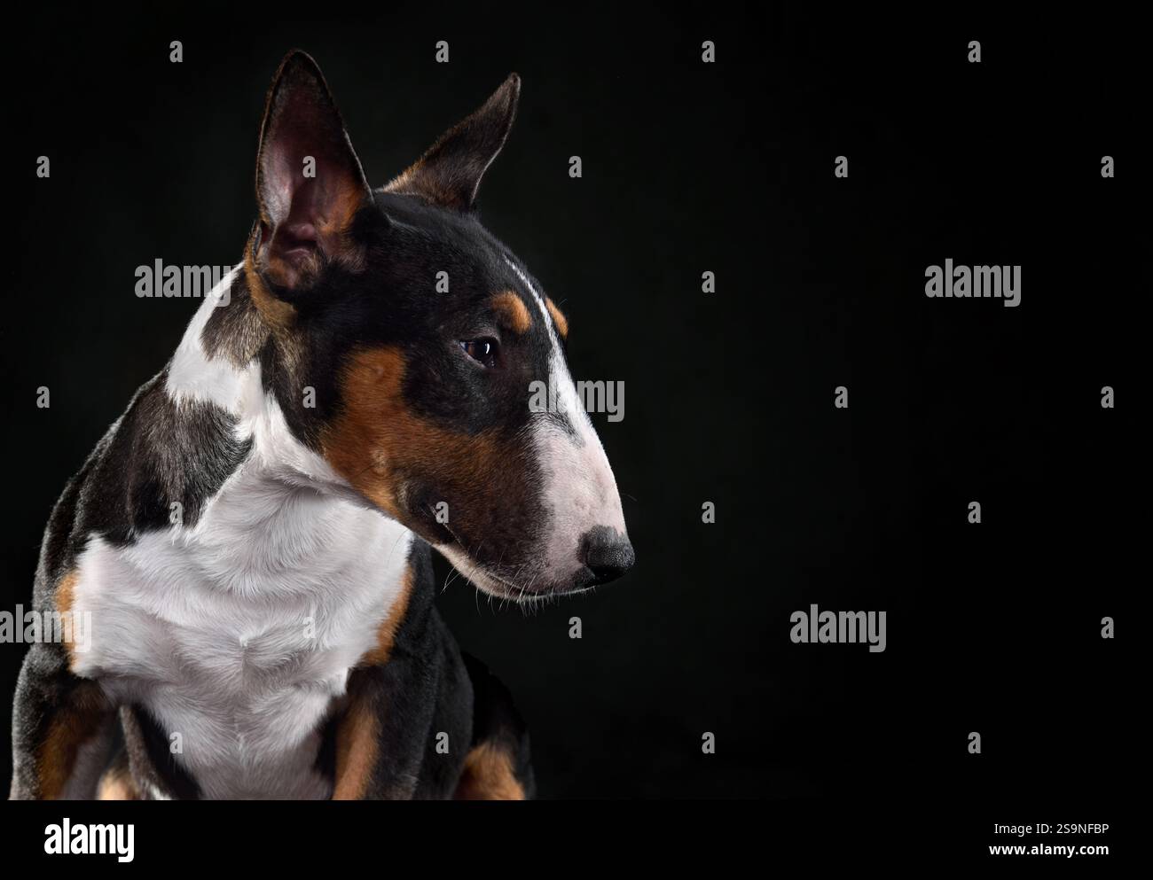 Ritratto ravvicinato di un cane terrier toro tricolore seduto su sfondo nero, vista profilo Foto Stock