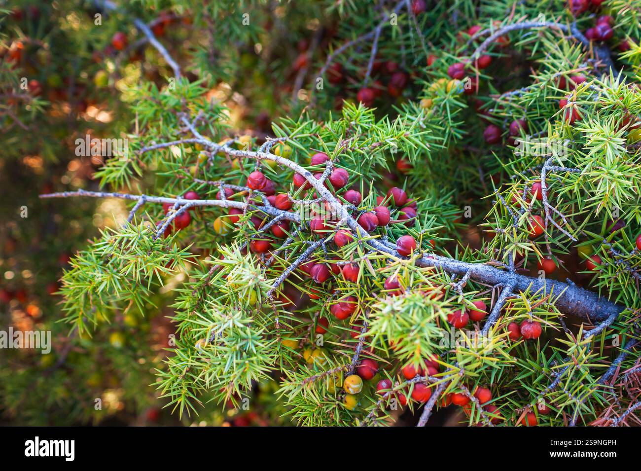 Mazzo di bacche di ginepro rosse su un ramo verde, Juniperus Foto Stock