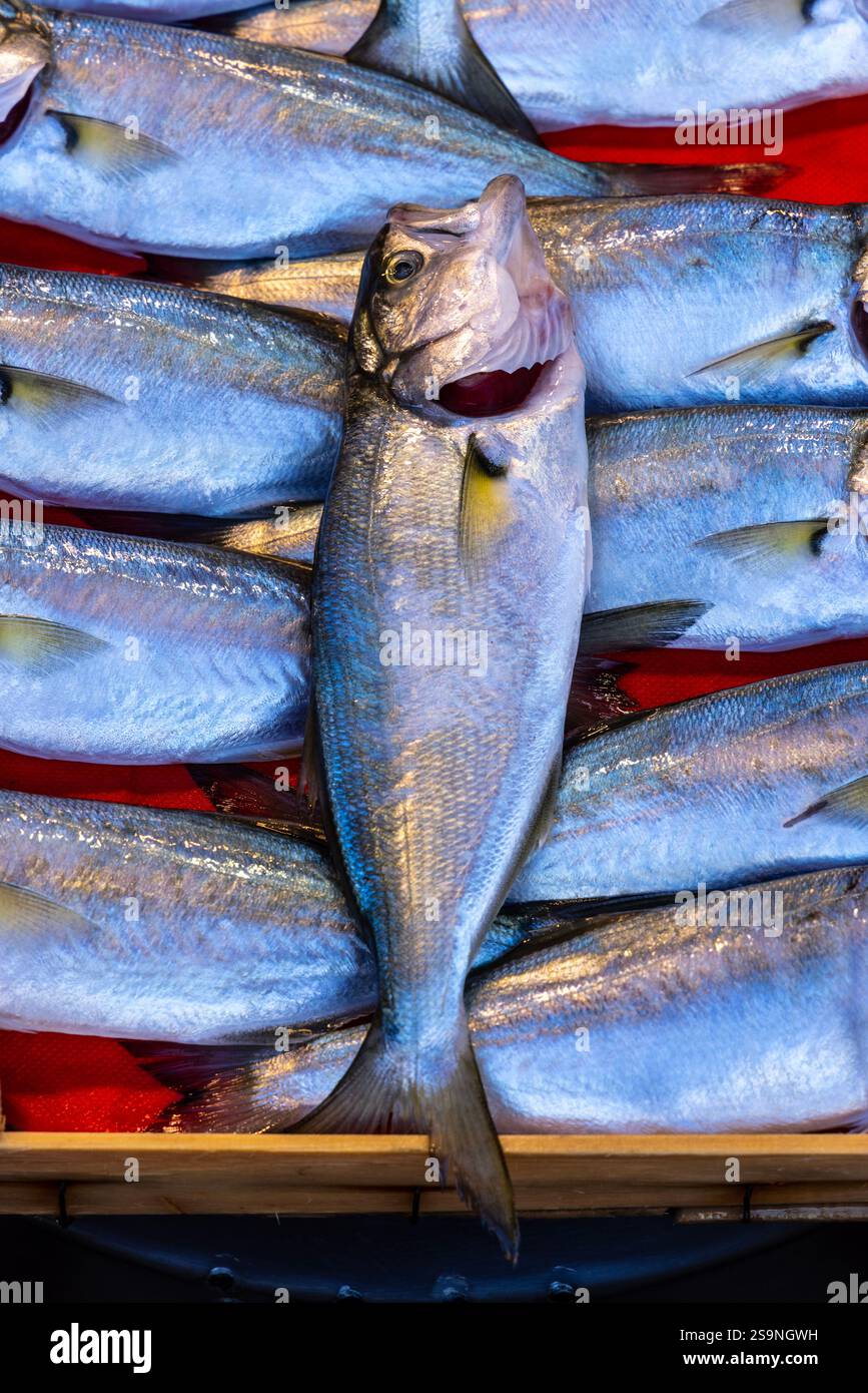 Pesce azzurro fresco esposto su una vivace superficie rossa in un mercato locale. Un primo piano con scaglie lucenti e colori vivaci, perfetto per i frutti di mare Foto Stock