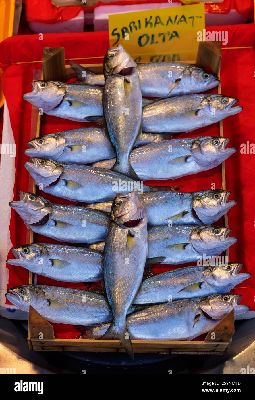 Pesce azzurro fresco esposto su una vivace superficie rossa in un mercato locale. Un primo piano con scaglie lucenti e colori vivaci, perfetto per i frutti di mare Foto Stock