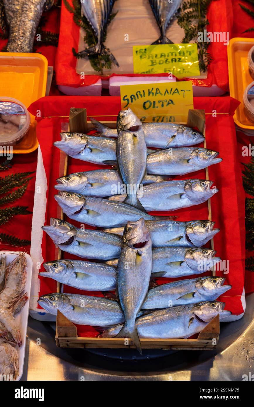 Pesce azzurro fresco esposto su una vivace superficie rossa in un mercato locale. Un primo piano con scaglie lucenti e colori vivaci, perfetto per i frutti di mare Foto Stock