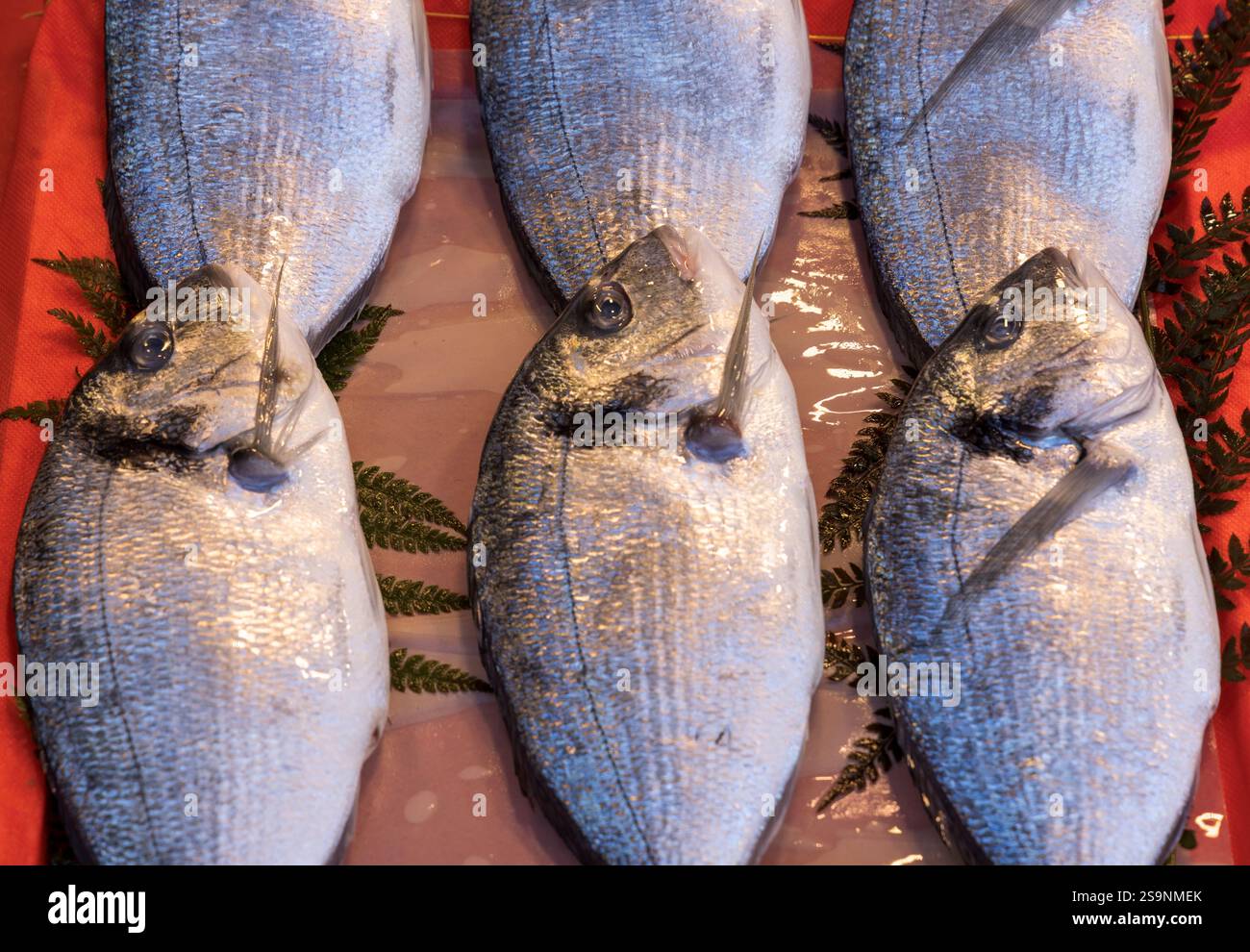 Pesce azzurro fresco esposto su una vivace superficie rossa in un mercato locale. Un primo piano con scaglie lucenti e colori vivaci, perfetto per i frutti di mare Foto Stock