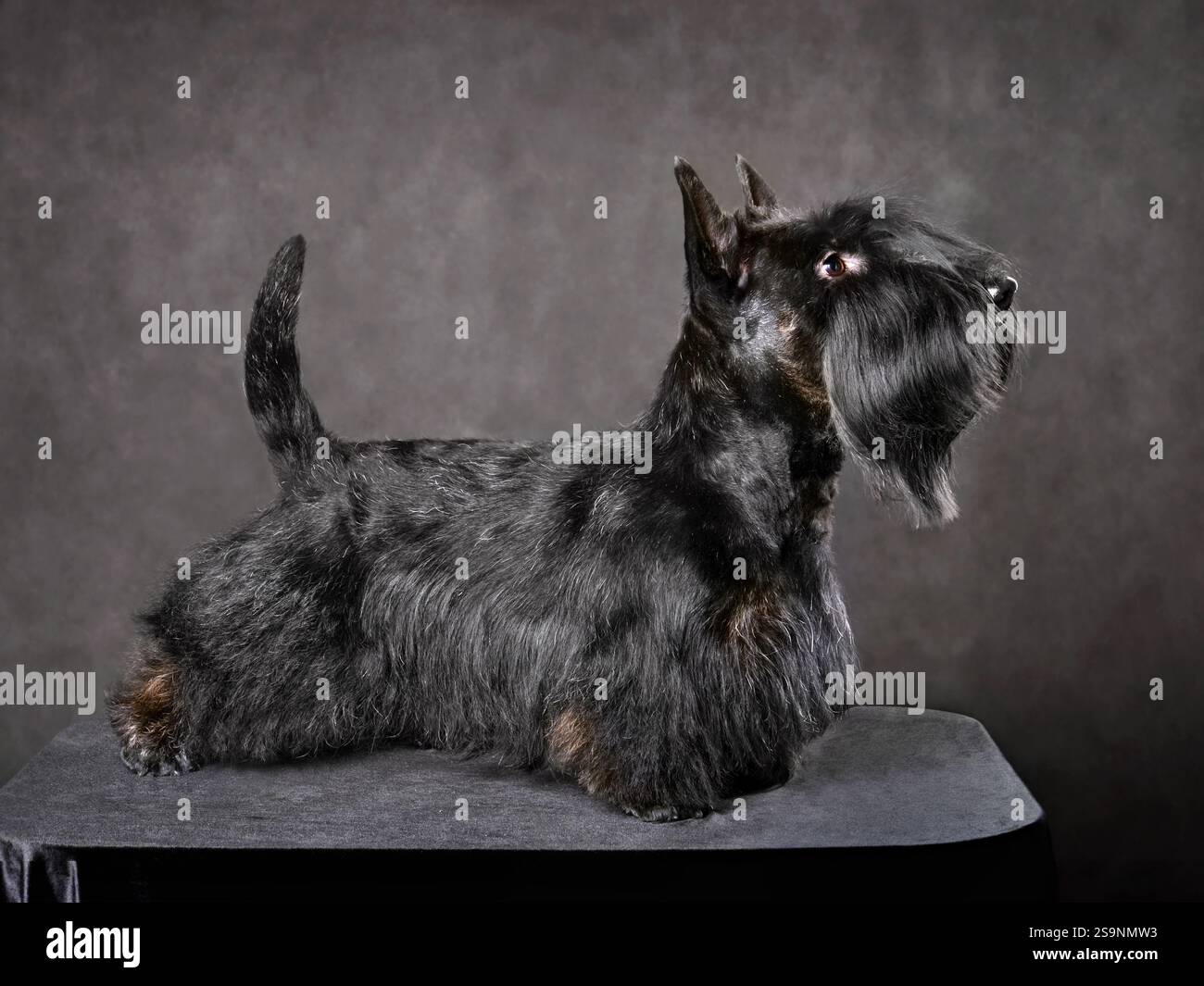 Bellissimo Scotch terrier nero su sfondo grigio scuro Foto Stock