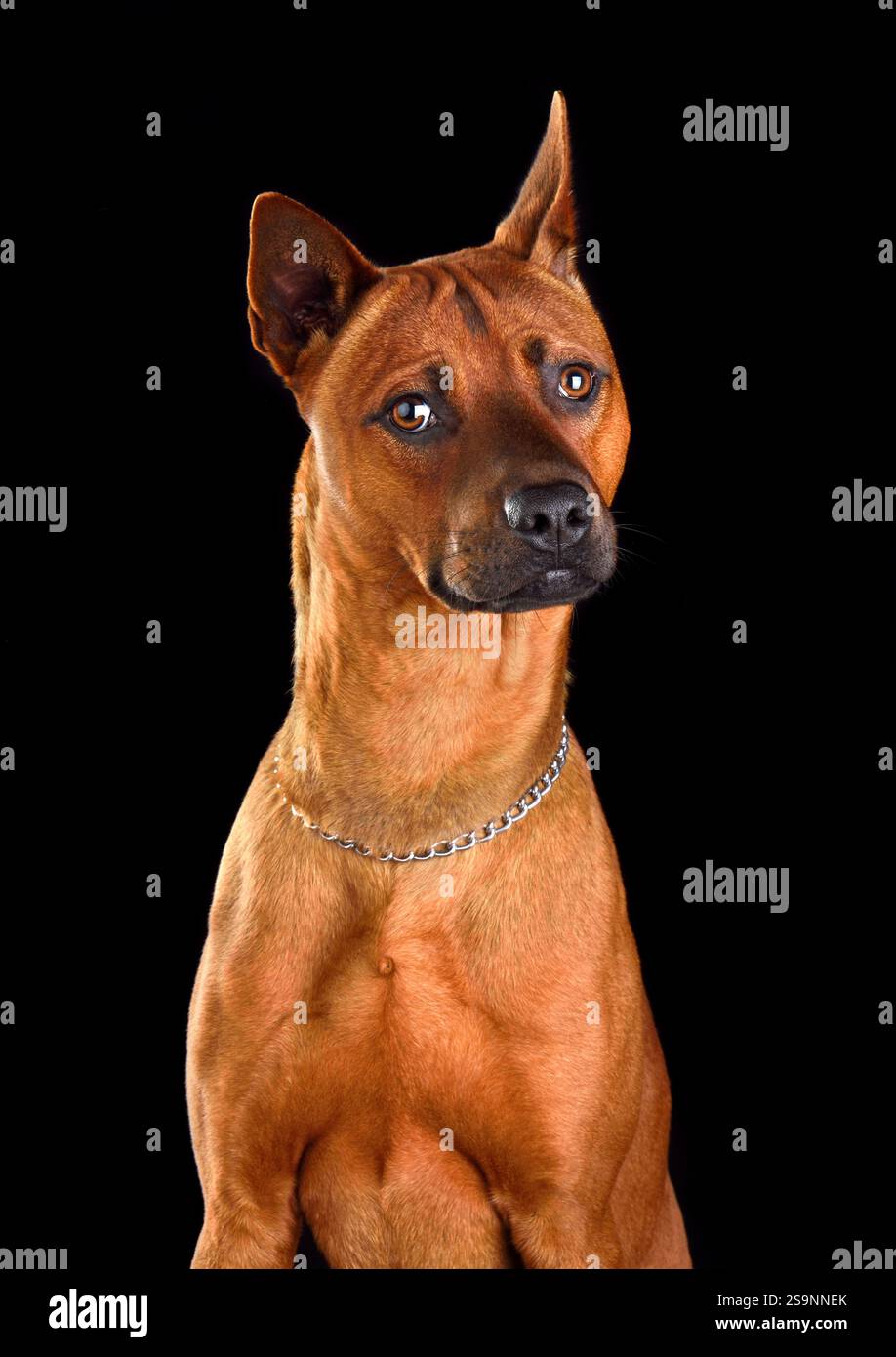 Divertente cane Ridgeback tailandese sta posato su uno sfondo nero Foto Stock