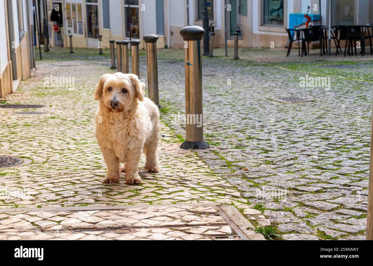 Adorabile simpatico cane bianco soffice scatenato su un'antica strada europea di un villaggio acciottolato guarda la macchina fotografica con spazio fotocopie Foto Stock