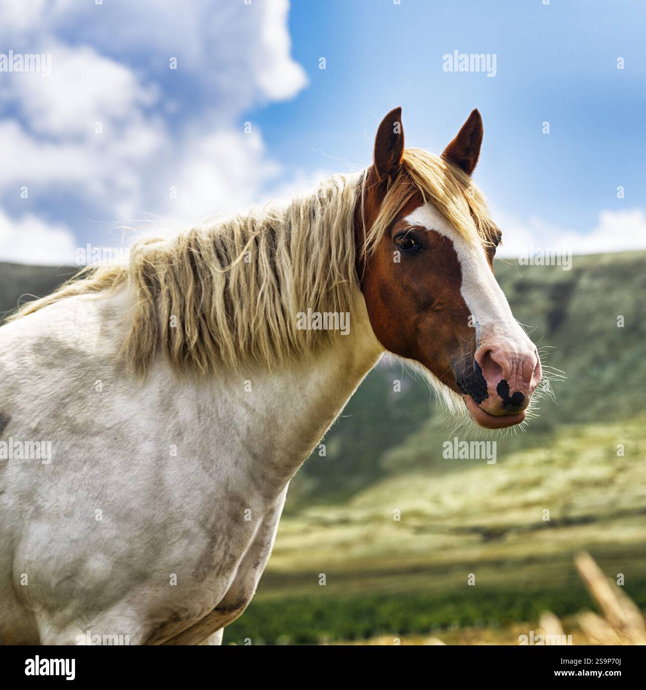 Tinker, Irish Cob, Gypsy Cob, Portrait, Iveragh Peninsula, contea di Kerry, Wild Atlantic Way, Irlanda, Europa Foto Stock
