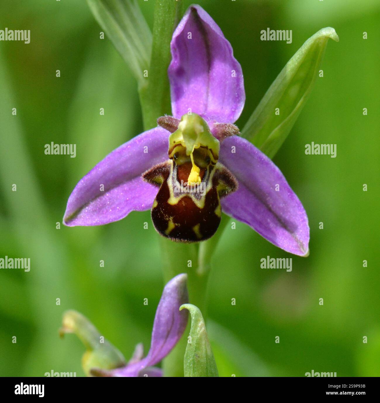 Orchidea delle api (Ophrys apifera) scattata alla riserva naturale di Brockholes, Lancashire, Regno Unito il 7 giugno 2017. Foto Stock