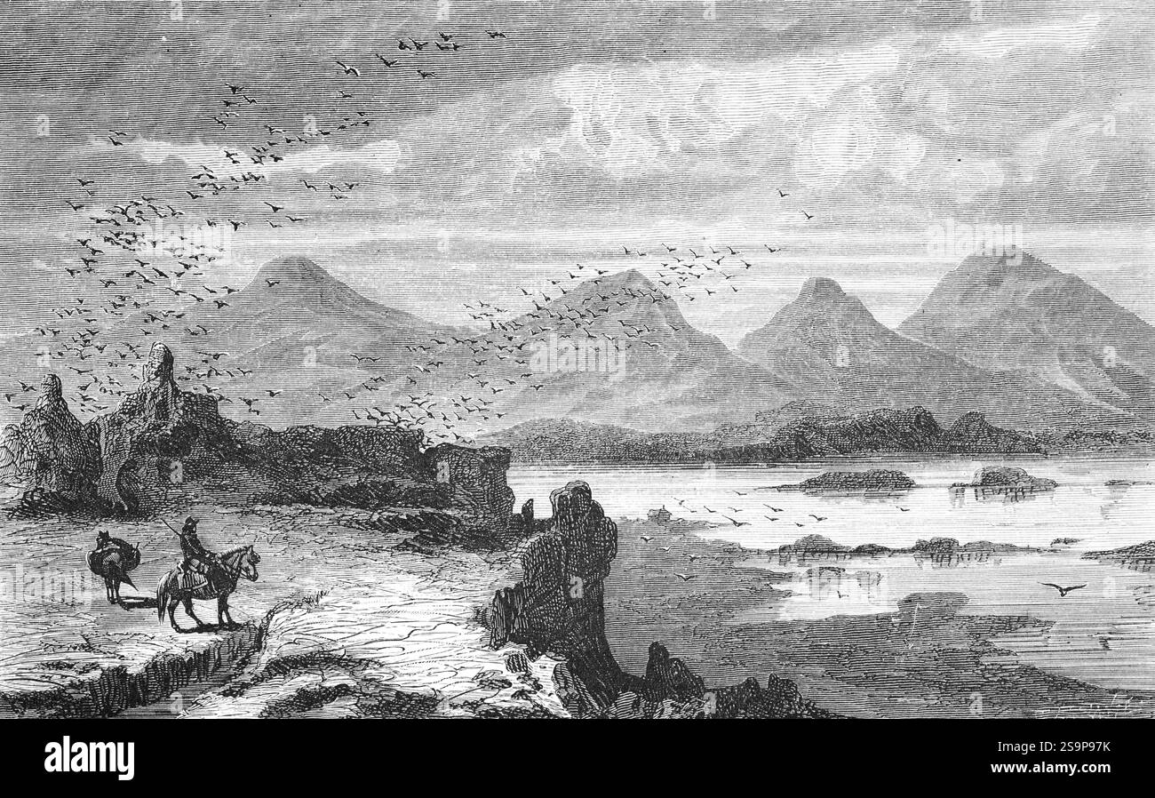 Paesaggio vulcanico nei pressi di Almannagja con lago Ãžingvallavatn, Thingvellir, zona di spaccatura geologica, tettonica a placca, natura, stormo di uccelli, cavaliere, ge Foto Stock